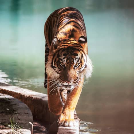 Amur tiger at the Smithsonian Zoo