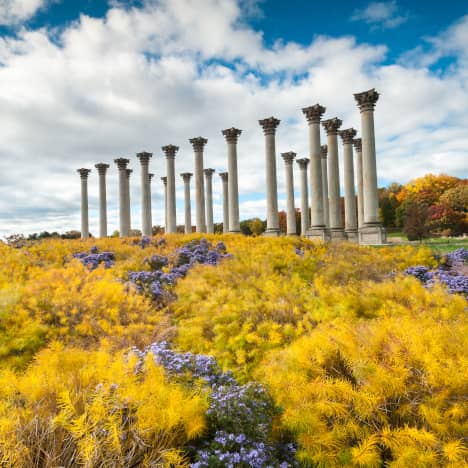 Columns at National Arboretum