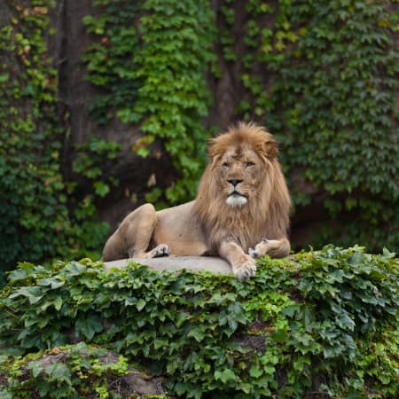 Lion at the Lincoln Park Zoo