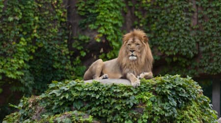 Lion at the Lincoln Park Zoo