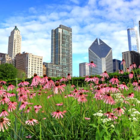 Lurie Garden in Spring