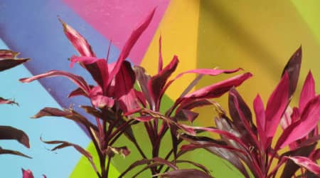 Flower in Front of Colorful Wall in Wynwood