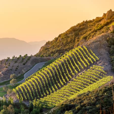 Vineyard in Malibu