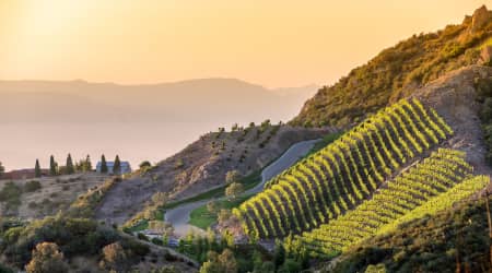 Vineyard in Malibu