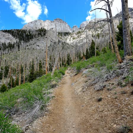 Hiking path on Mt. Charleston