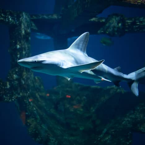 Shark in an aquarium