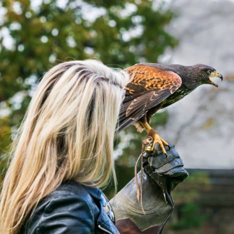 Woman holding a falcon