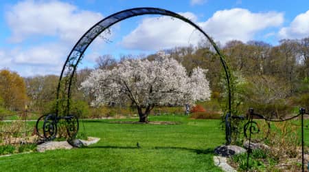 Arnold Arboretum on a Clear Spring Day