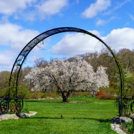 Arnold Arboretum on a Clear Spring Day