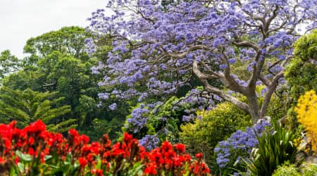 Royal Botanic Garden in Sydney