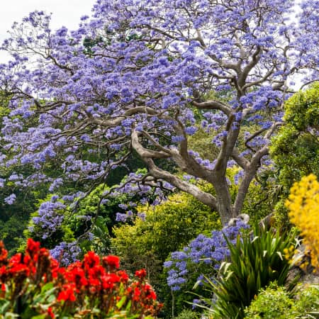 Royal Botanic Garden in Sydney