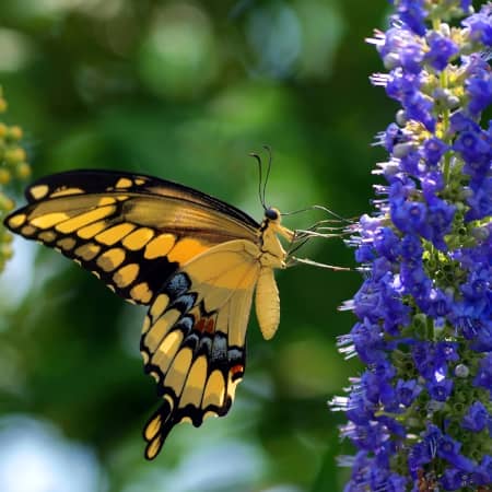 Butterfly at Texas Discovery Gardens