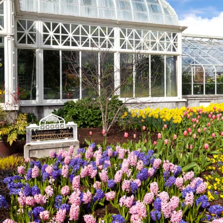 Flowers at Volunteer Park Conservatory